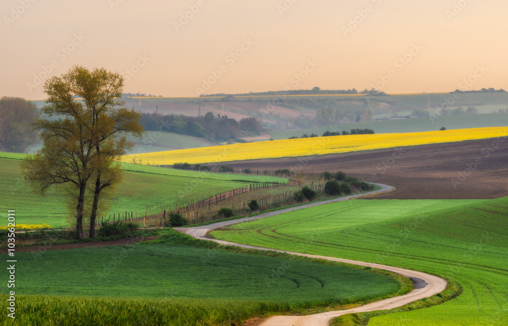 Czech Republic. South Moravia. Moravian field, the road stretches into the distance at dawn Czech Republic. South Moravia. Moravian field, the road stretches into the distance at dawn