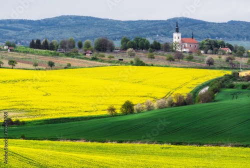 Czech Republic. South Moravia. Rapeseed field near the village of Kostelec photo