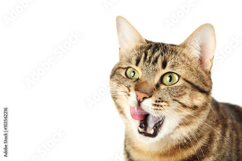 Beautiful cat isolated on a white background © 5second
