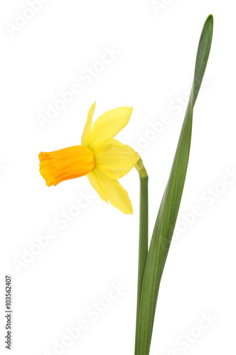 Daffodil flower and leaf