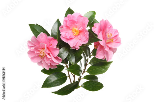 Three Camellia flowers and foliage