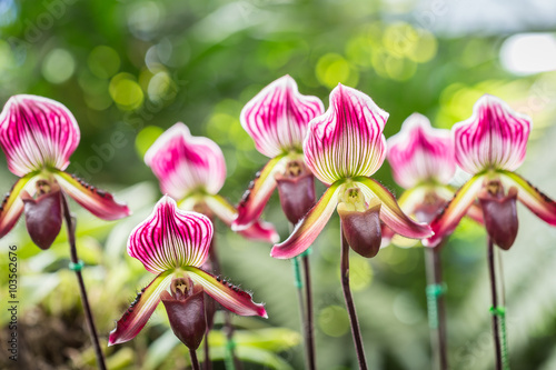 Fototapeta Naklejka Na Ścianę i Meble -  Paphiopedilum (orchid) in public garden, Chiang Rai province, Th