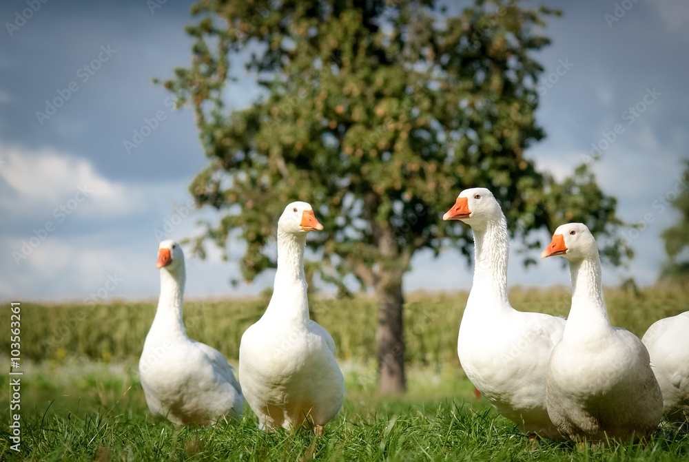 Naklejka premium Gänse auf einer Wiese vor einem Birnenbaum