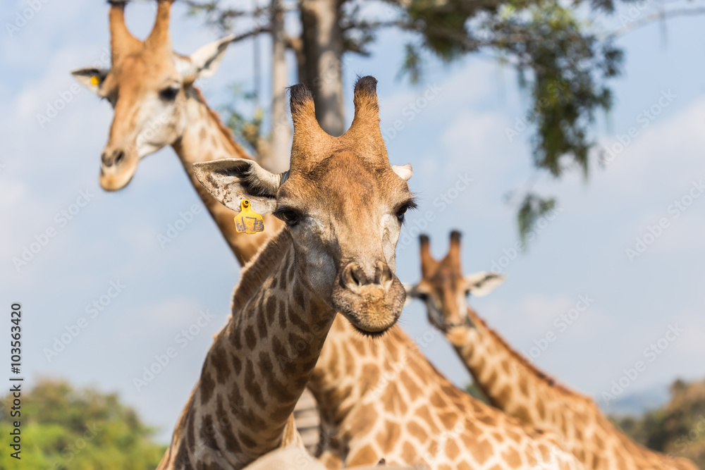 Fototapeta premium Portrait of a curious giraffe on blue sky background