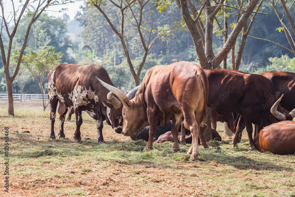 Fototapeta premium Group of brown Watusi Cows in the farm at Chiang Rai