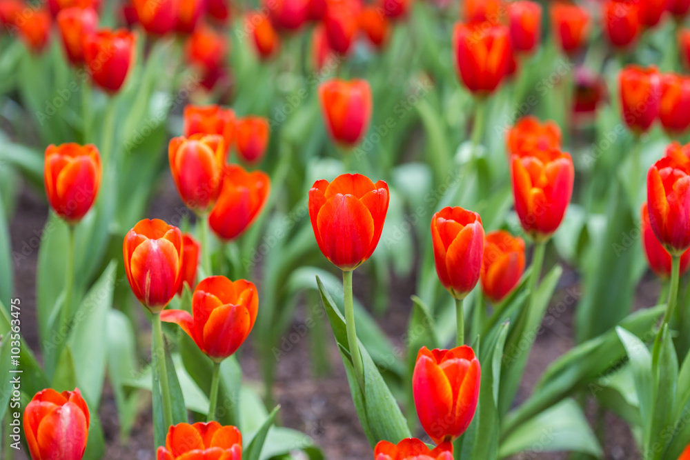 Close up tulip flower in public garden in Chiang Rai, Thailand