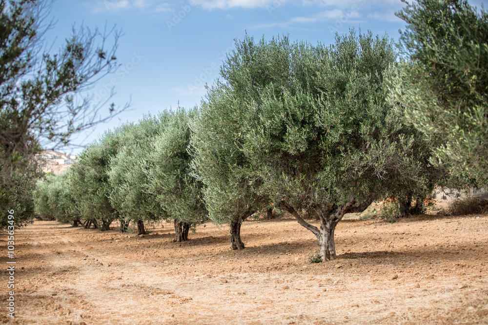Olive trees garden. Olive trees garden.