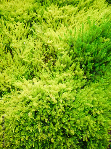 Vibrant Greens