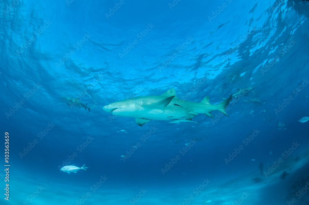 Fototapeta premium Lemon shark
