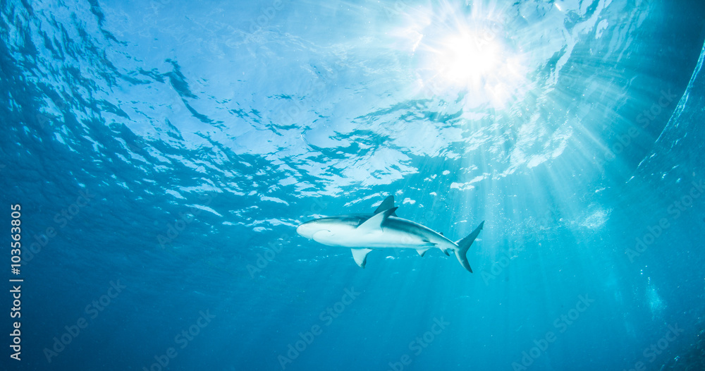 Obraz premium Caribbean reef shark
