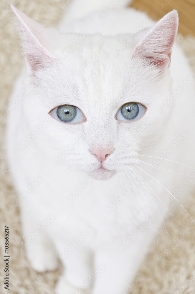 Portrait of white cat with human eyes.