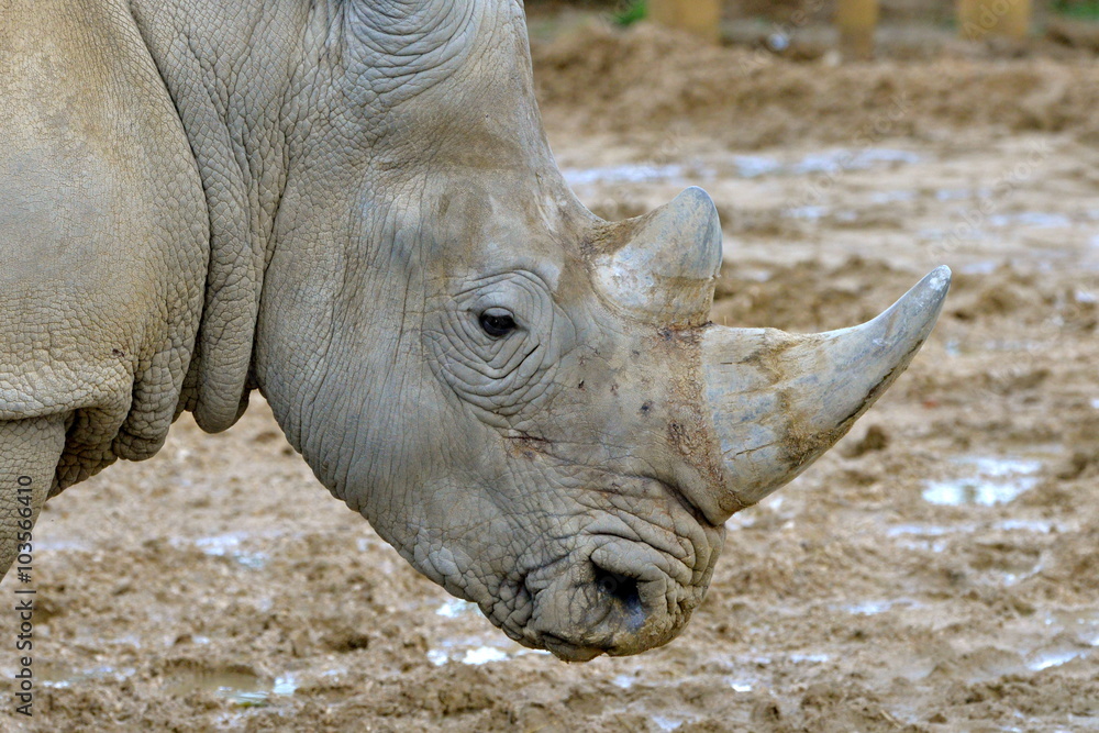 Obraz premium Corne de rhinocéros