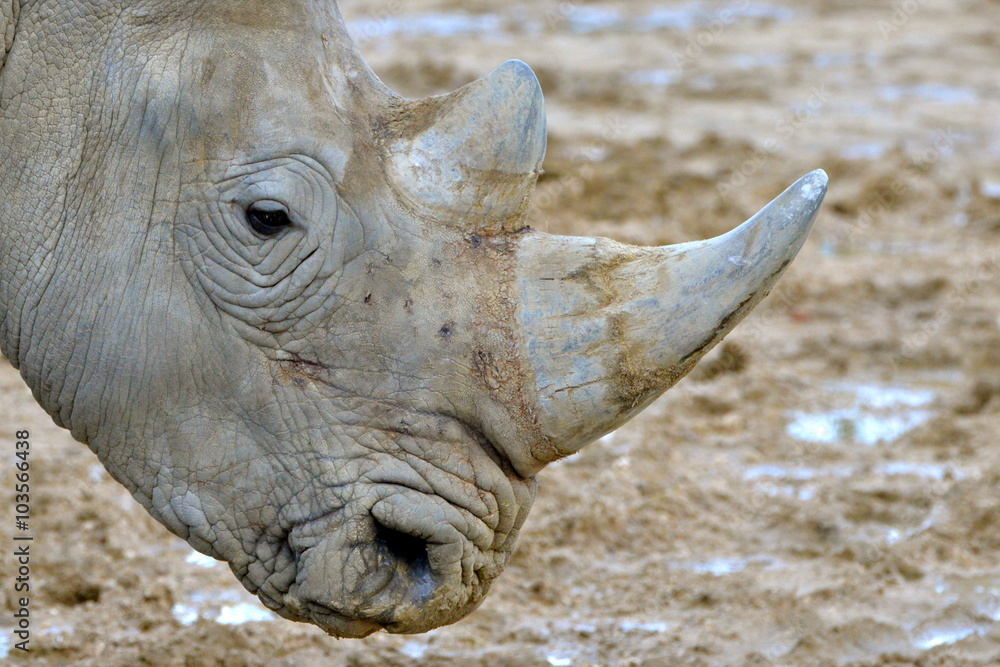 Obraz premium Corne de rhinocéros