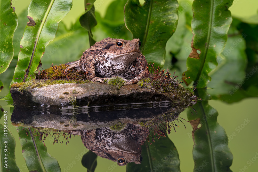 Fototapeta premium Common Toad (Bufo Bufo)/Common Toad on moss covered stone