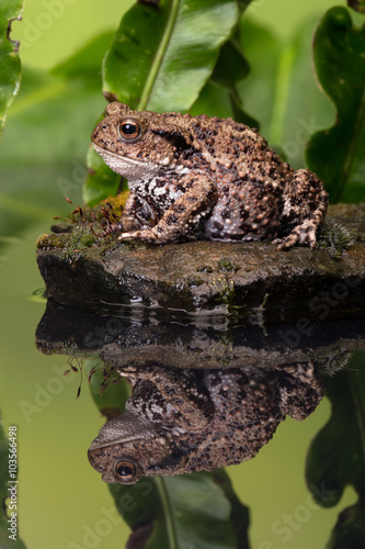 Common Toad (Bufo Bufo)/Common Toad on moss covered stone