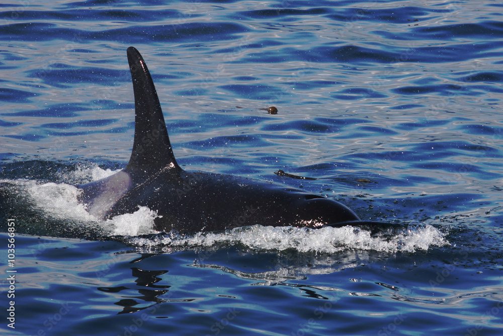 Fototapeta premium Killer whale up close