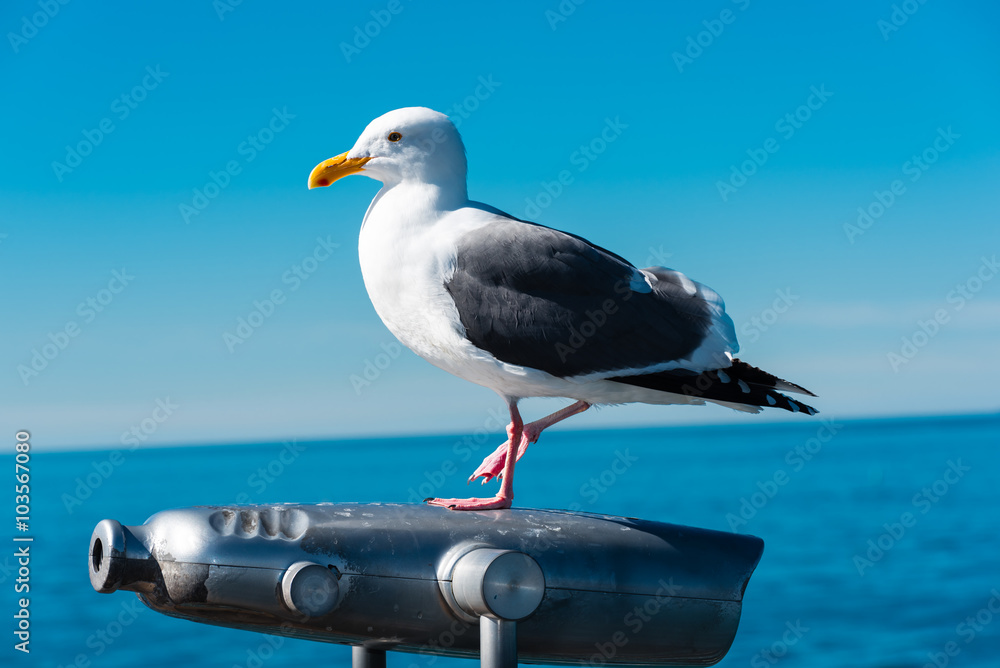 Obraz premium seagull sitting on binoculars at the seaside