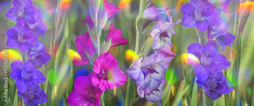 Fotografie, Obraz gladiolus in garden close up
