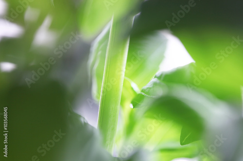 Wallpaper Mural healthy organic food Torontodigital.ca