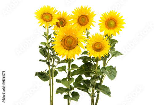 Fototapeta Naklejka Na Ścianę i Meble -  flower sunflower isolated