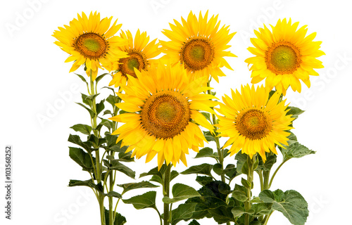 Fototapeta Naklejka Na Ścianę i Meble -  flower sunflower isolated