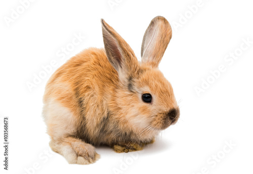 Baby of orange rabbit