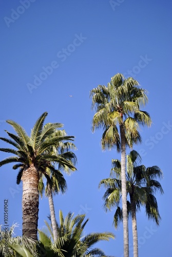 palme contro il cielo