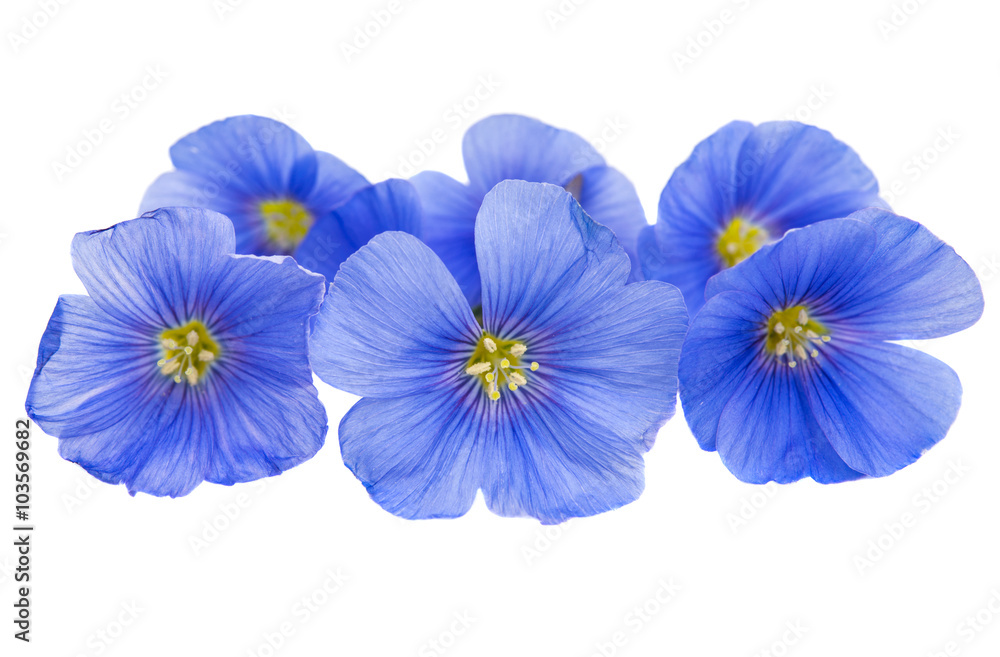 Flower of flax isolated