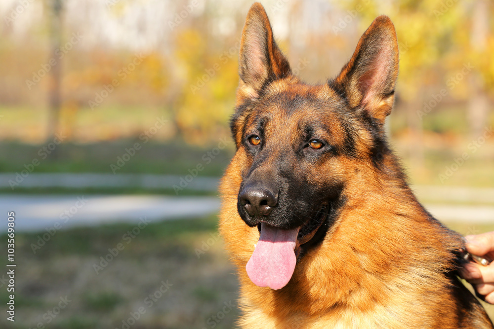German Shepherd portrait German Shepherd portrait