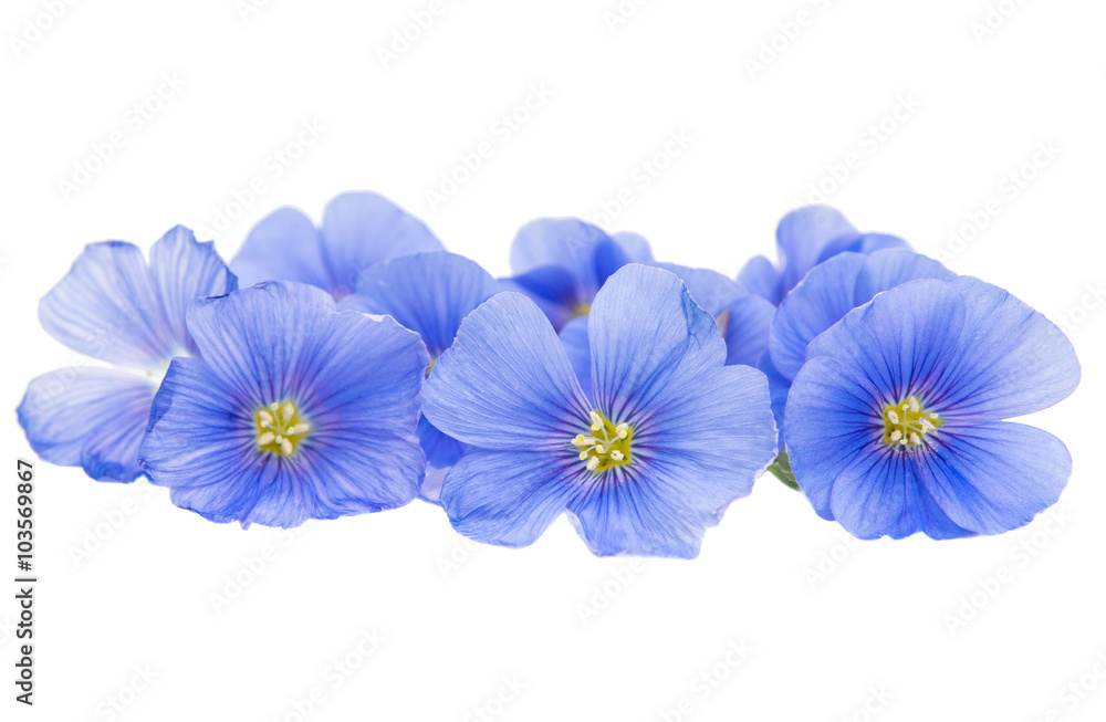 Flower of flax isolated Flower of flax isolated