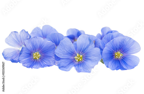 Flower of flax isolated