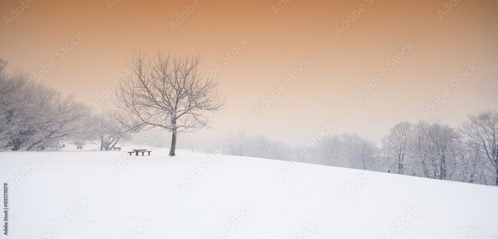 Nice winter scene Nice winter scene