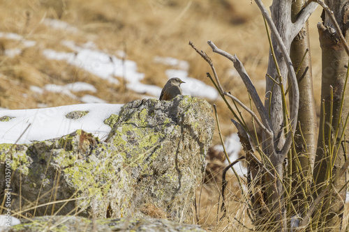 Accentor alpine resting on rock photo