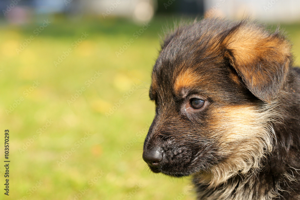 German shepherd puppy close up German shepherd puppy close up