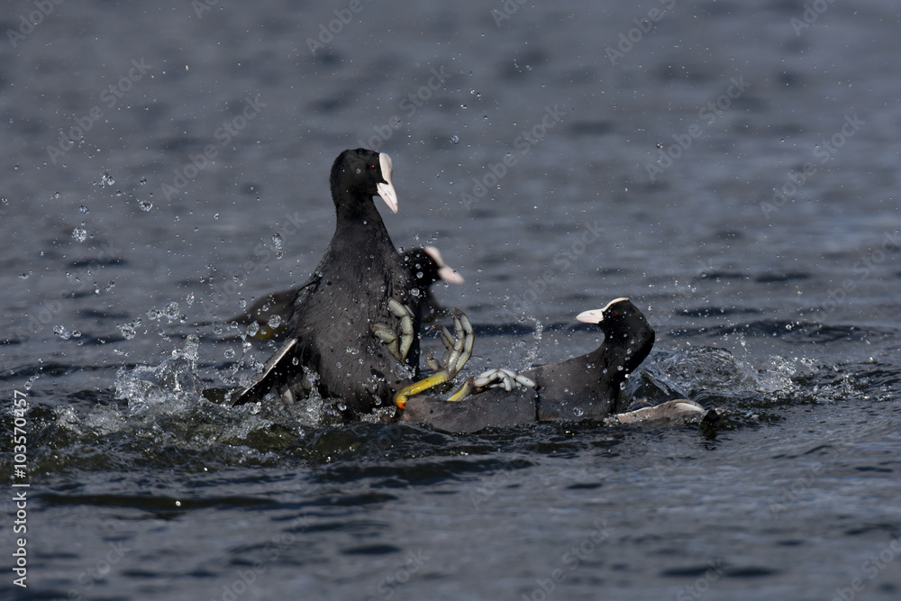 Eurasian Coot, Coot, Fulica atra Eurasian Coot, Coot, Fulica atra
