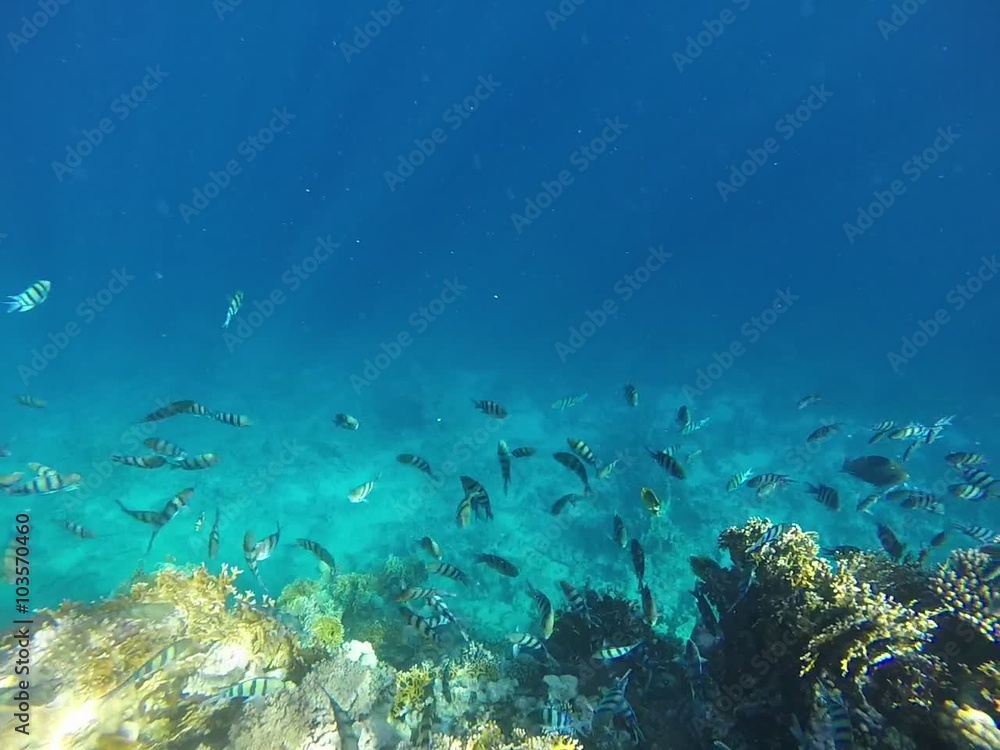 tropical blue fish underwater in coral reef with sunlight tropical blue fish underwater in coral reef with sunlight