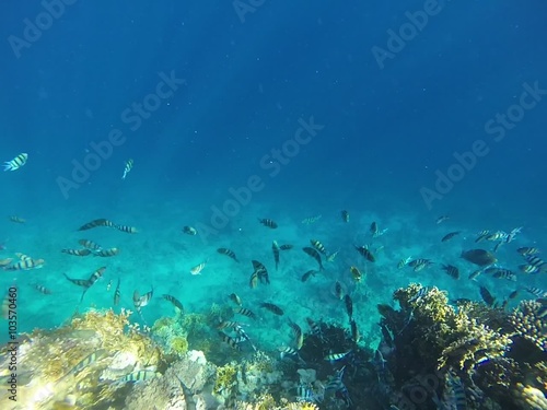 Wallpaper Mural tropical blue fish underwater in coral reef with sunlight Torontodigital.ca