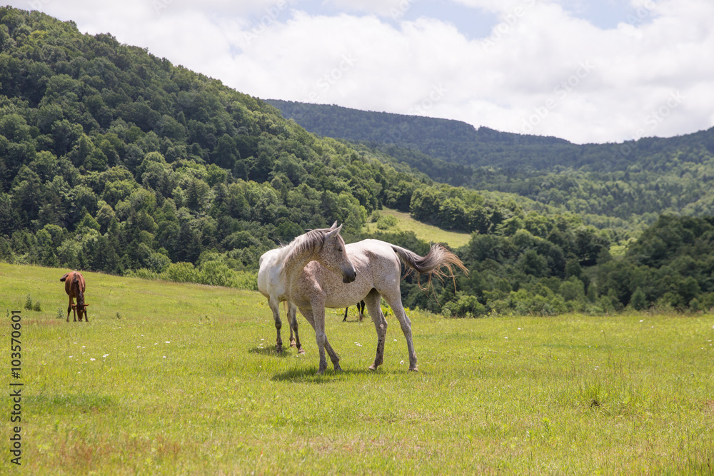 Obraz premium 北海道の牧場