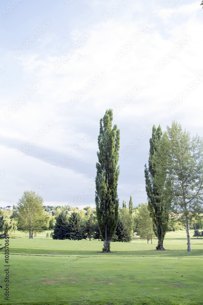 trees and grass landscape in northern utah trees and grass landscape in northern utah