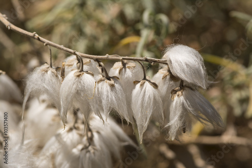 Erioephalus Racemosus in hairy mode. photo