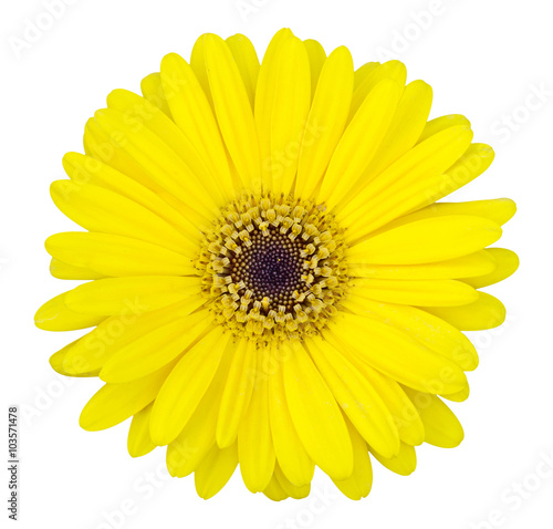 yellow gerbera flower isolated on white with clipping path