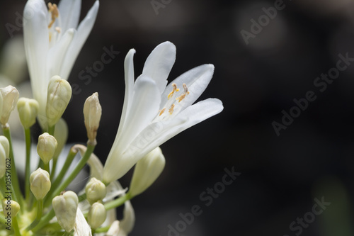 White Agapanthus Flowers