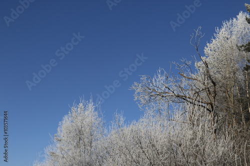 Деревья в белом инее зимним морозным солнечным днем на фоне голубого неба