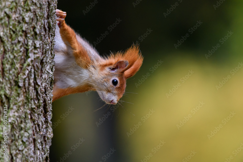 Squirrel observer from the tree Squirrel observer from the tree