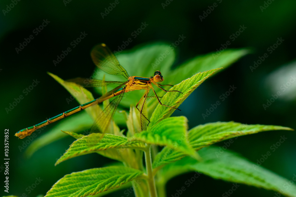 Macro dragonfly Scarce Emerald Damselfly Macro dragonfly Scarce Emerald Damselfly
