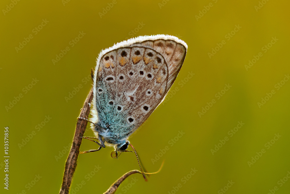 Fototapeta premium Common Blue in the morning soaking