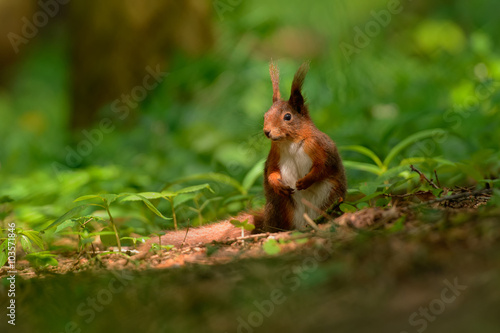 Thoughtful squirrel in the woods © jonnycana
