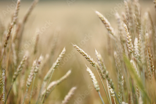 小麦畑