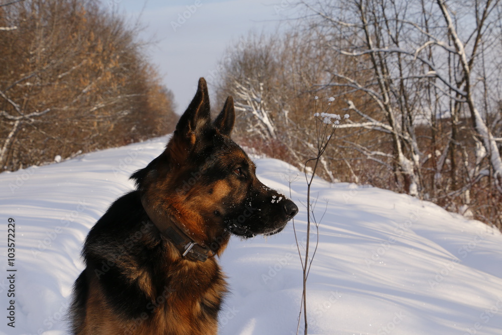 Собака немецкая овчарка на снегу зимним днем