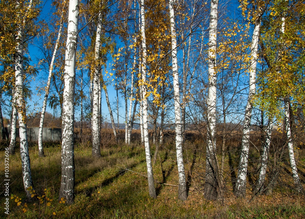 autumn landscape with birches autumn landscape with birches